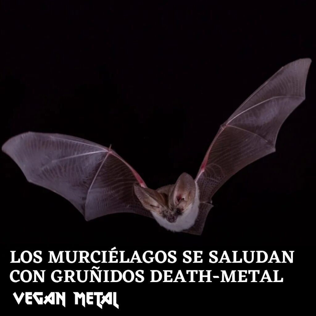 murciélagos death-metal